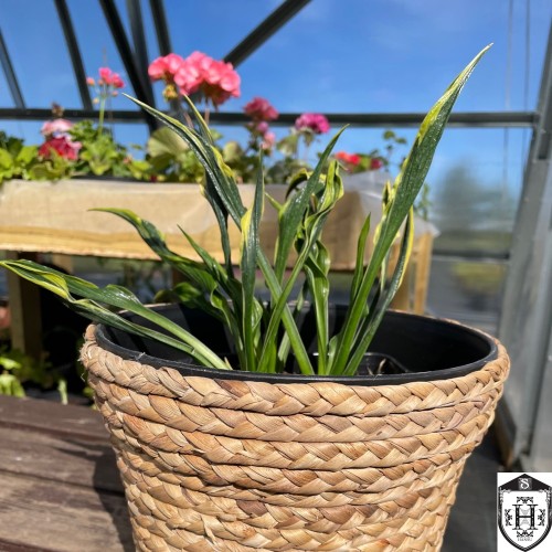 Hosta 'Hands Up' - Hosta 'Hands Up'